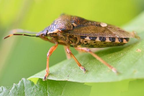 Pinthaeus sanguinipes